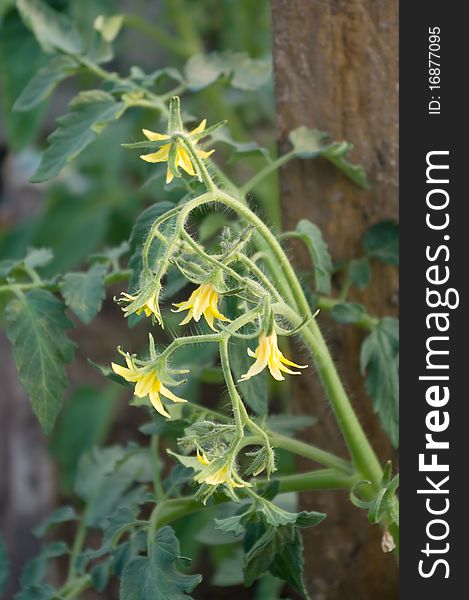 Inflorescences, leaves and tomato flowers