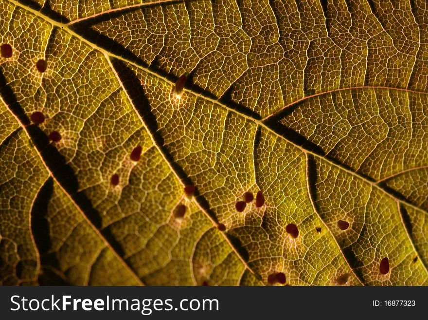 Leaf Background Texture