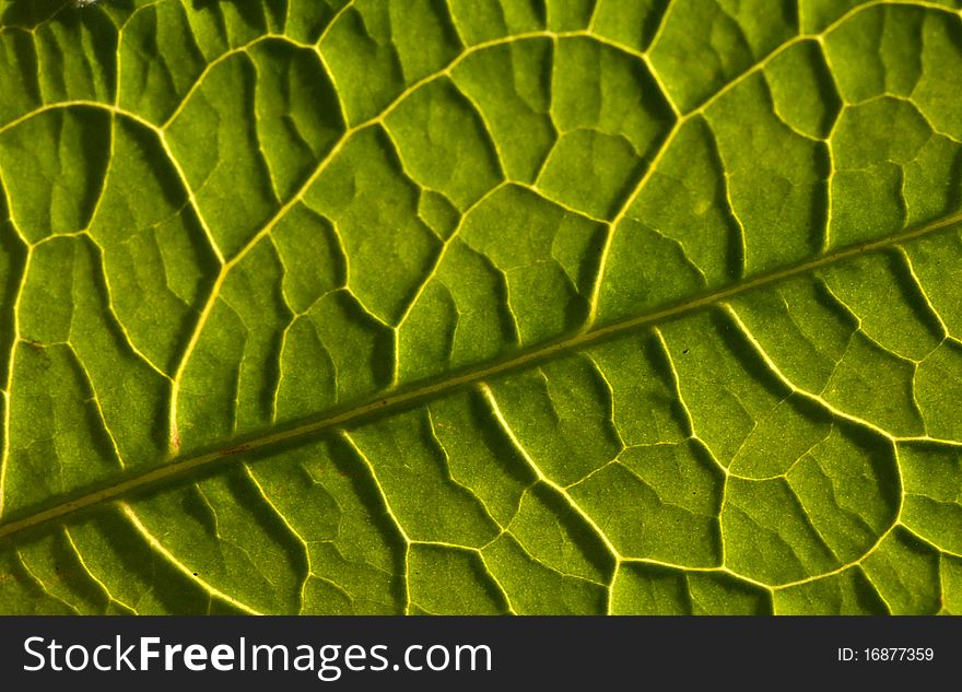 Leaf Background Texture
