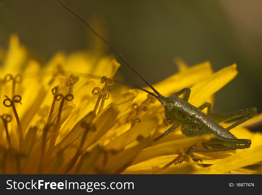 Grasshopper on a yellow flower