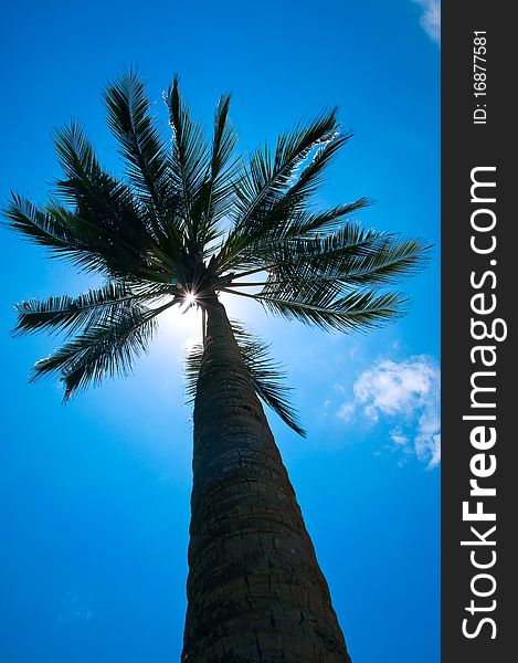 Palm tree on a blue background
