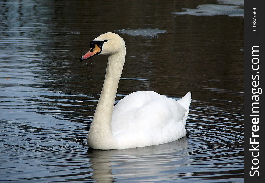 Beautiful white swan swiming  on the lake