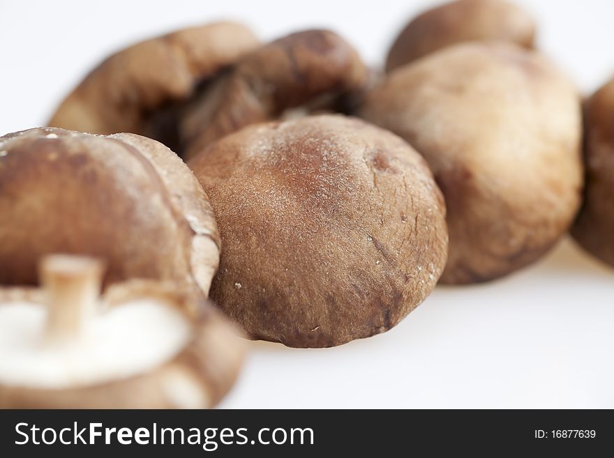 Shitake mushroom close up with shallow depth of field. Shitake mushroom close up with shallow depth of field