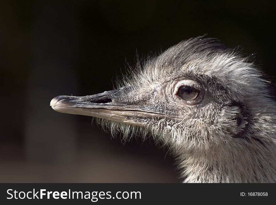 Ostrich head