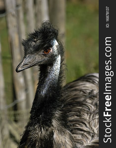 Close Up of an australian Emu. Close Up of an australian Emu