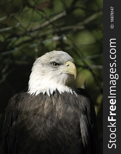 An adult white head sea eagle. An adult white head sea eagle