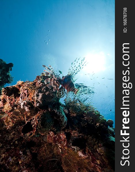 Lionfish In The Red Sea.