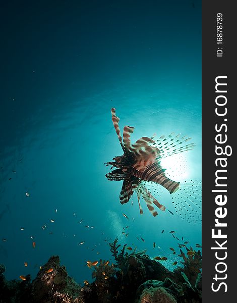 Lionfish in the Red Sea.