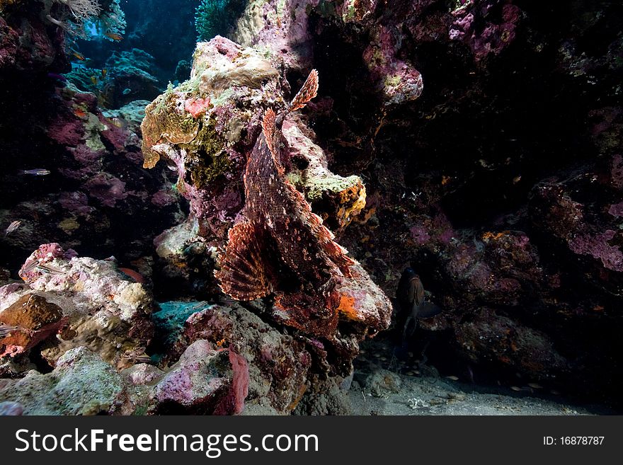 Smallscale scorpionfish in the Red Sea.