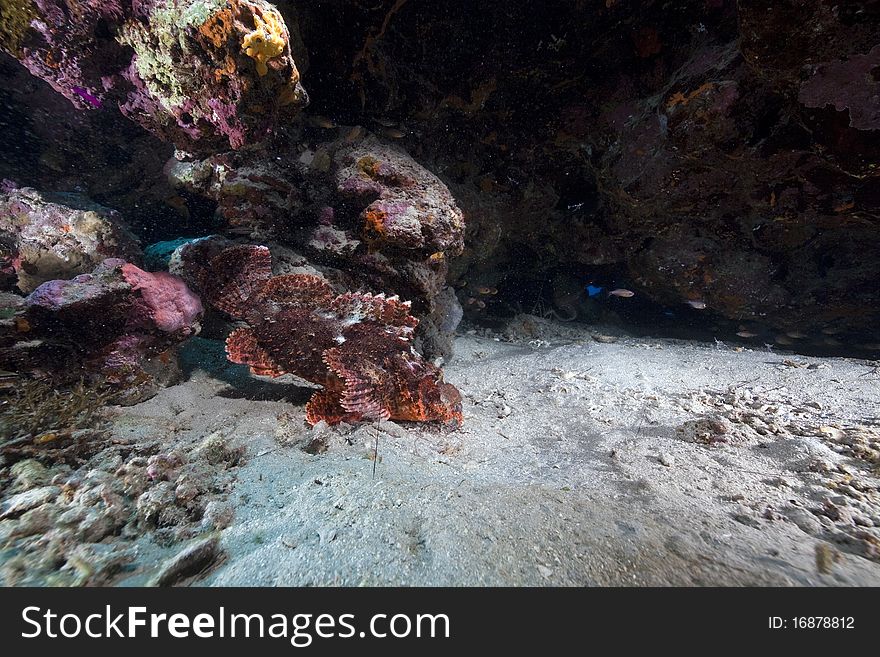 Smallscale scorpionfish in the Red Sea.