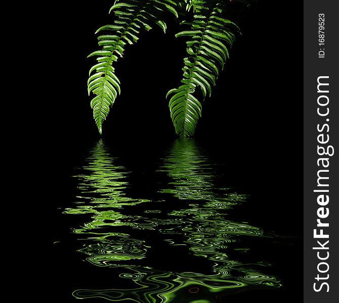 Ferns With Water Reflection