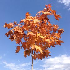Maple With Red Leaves, A Blue Sky Stock Photography Maple With Red Leaves, A Blue Sky Stock Photography