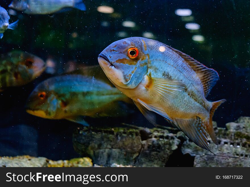 Exotic Tropical Fish Closeup Swimming Underwater