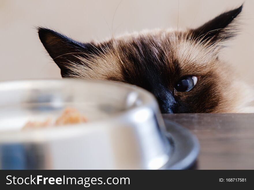 Cat food bowl pet animal domestic eating. small. Cat food bowl pet animal domestic eating. small
