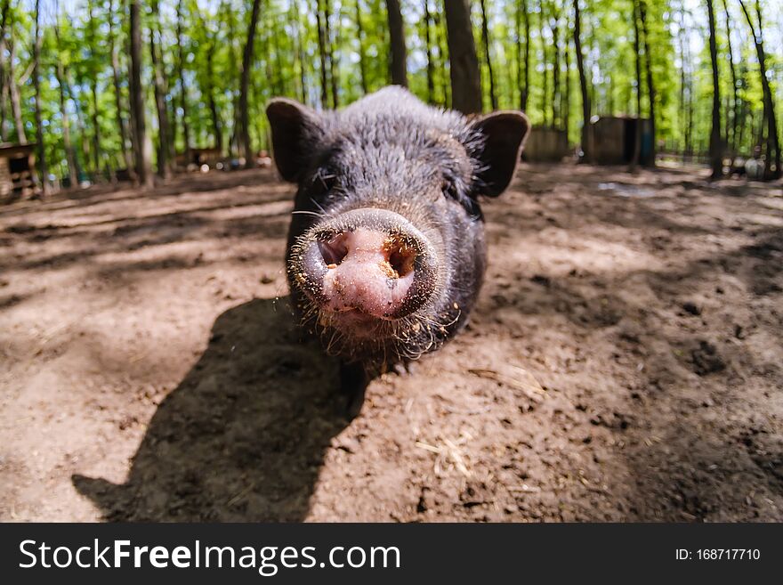 Pig animal on farm, mammal domestic nose pork, close-up portrait