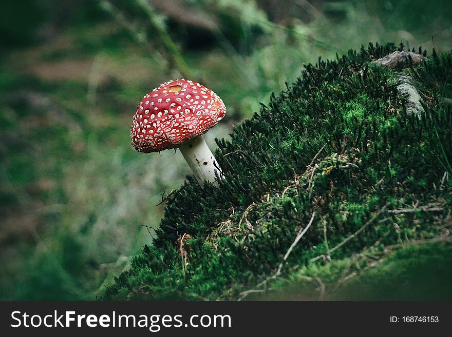 Toadstool mushroom in pretty green moss