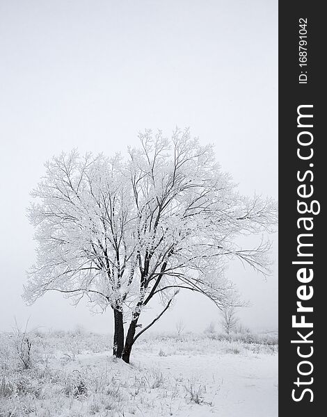 Winter landscape. a tree in the  white field