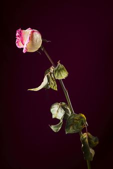 Withered Rose. Sadness Stock Photo