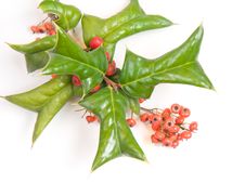 European Holly Stock Photography European Holly Stock Photography