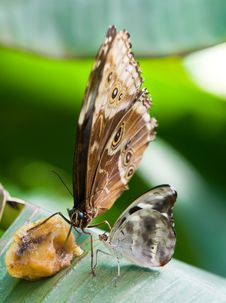 Two Butterflies Eating Fruit Stock Photography