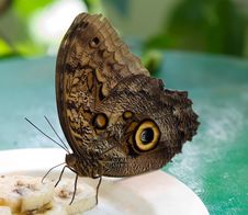 Butterfly Blue Morpho Royalty Free Stock Images