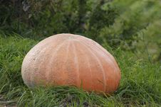 Big Pumpkin Stock Image