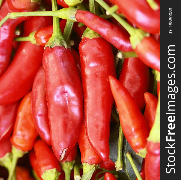 Red Bitter pepper close up. Red Bitter pepper close up