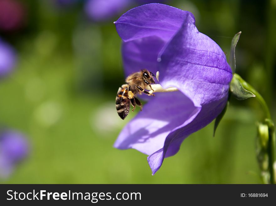 A honeybee with pollen on it's feet landing at a flower's blossom which stands out through the out-of-focus-background