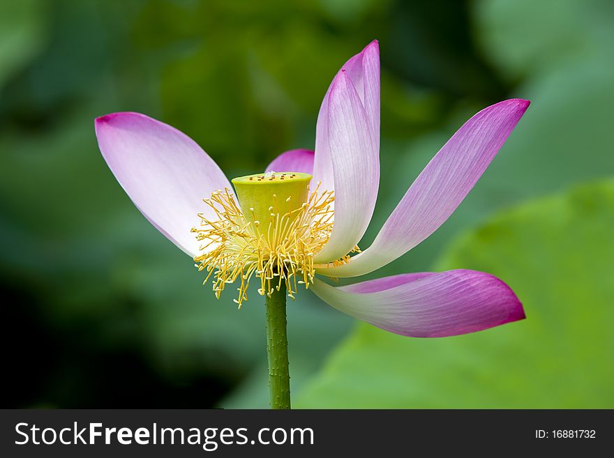 Lotus pool