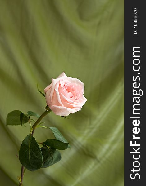 Beautiful pink rose on green satin background