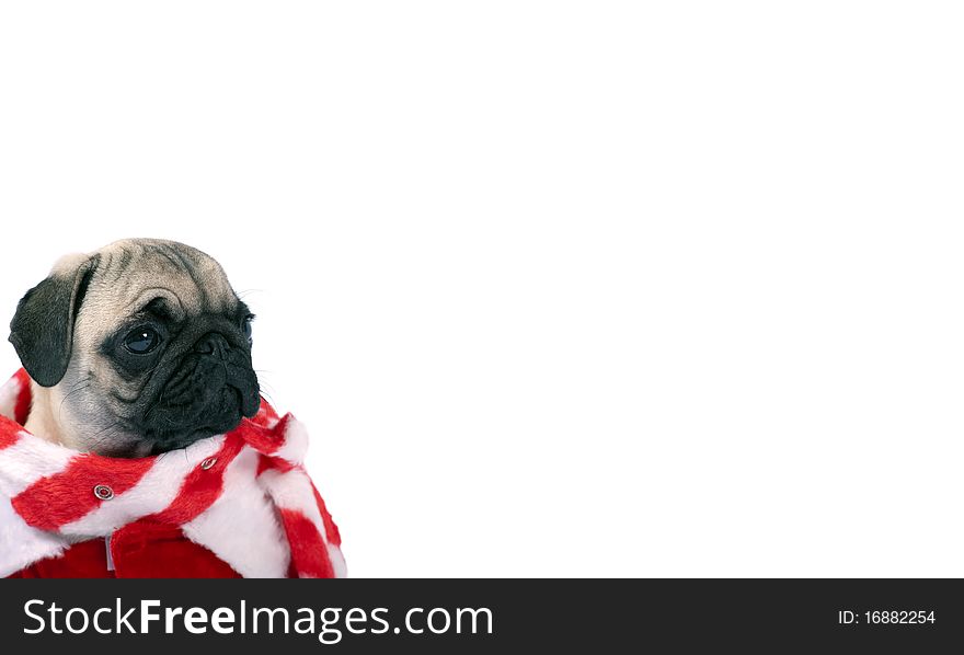 Pug puppy isolated on white ,dressed like santa claus