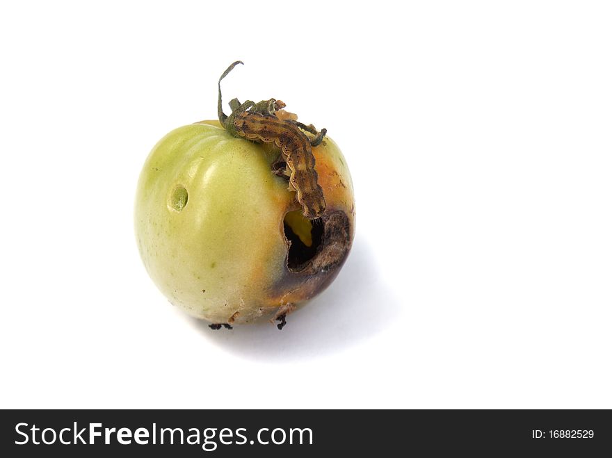 Fruit vermin-creeping caterpillar canker green tomato