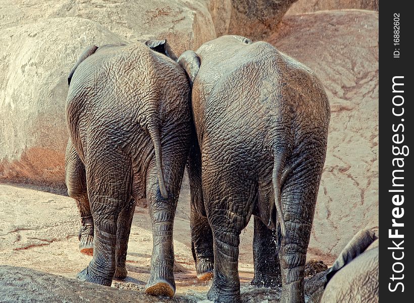 Two little elephants , walking together