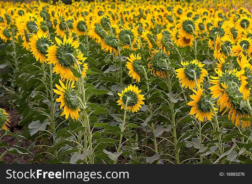 Large field of blooming sunflowers. An image with shallow depth of field