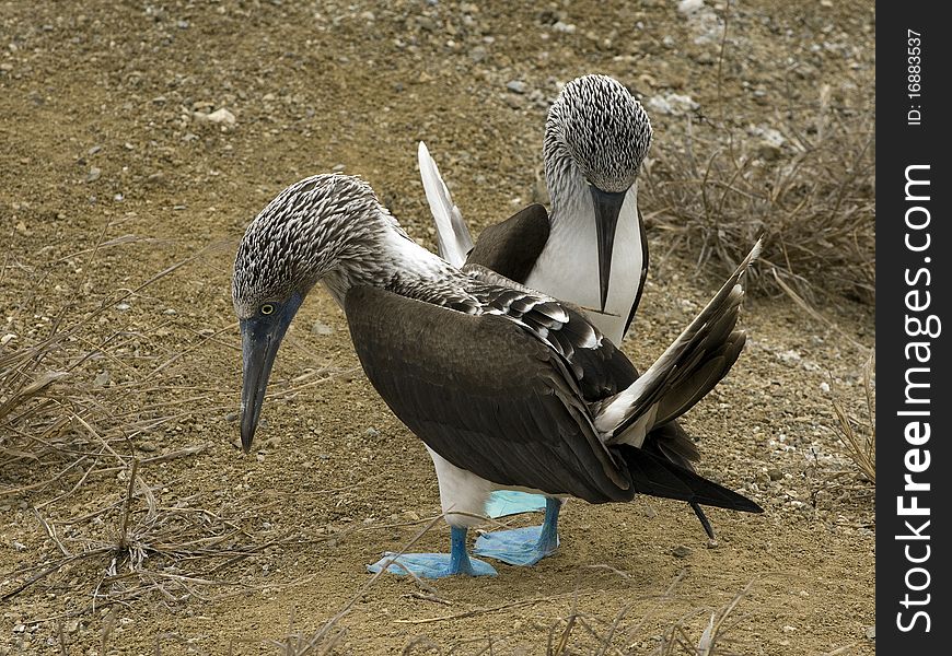 Two blue feet gannets at the galapagos islands