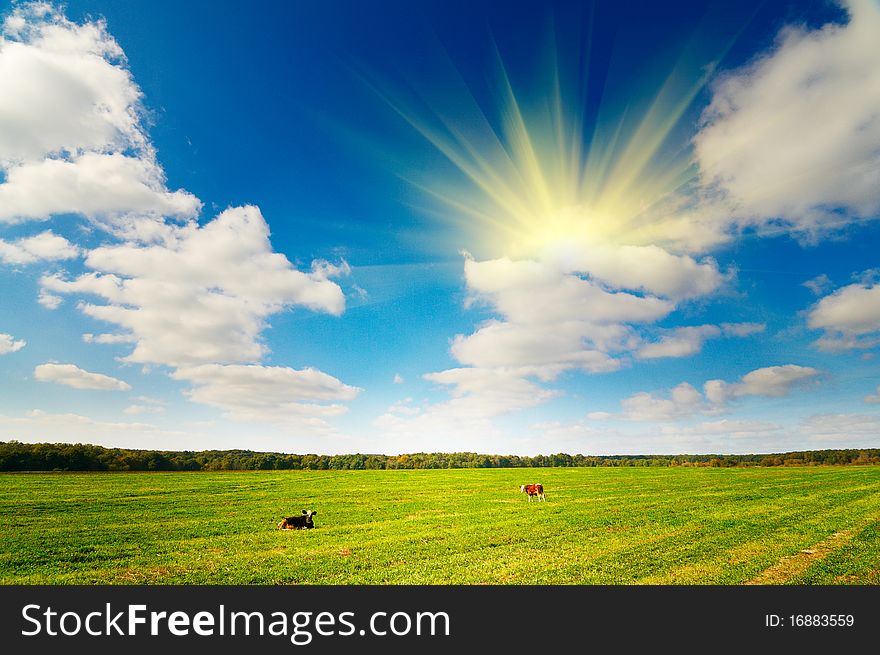 Two Little Cow On Autumn Pasture.