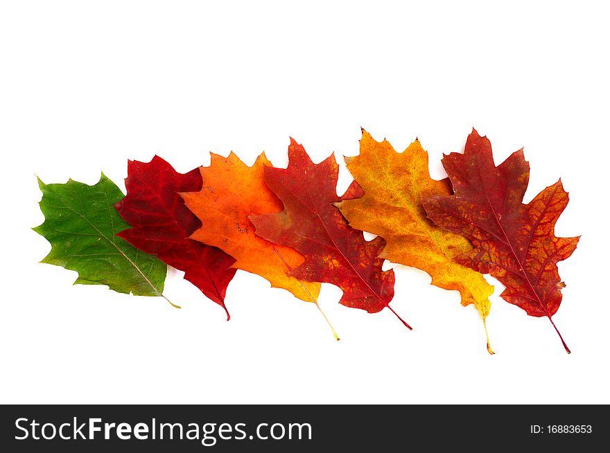 Six autumnal oak leaves isolated on a white background. Six autumnal oak leaves isolated on a white background.