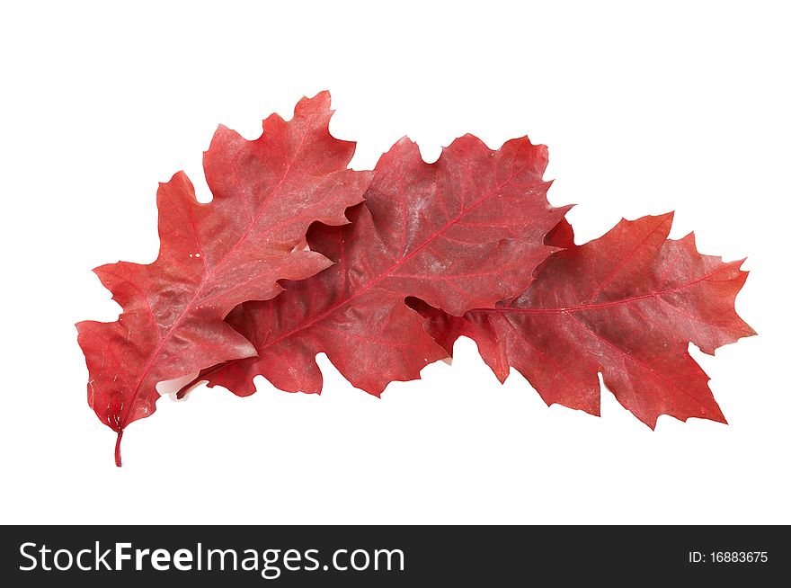 Three red oak leaves isolated on a white background. Three red oak leaves isolated on a white background.