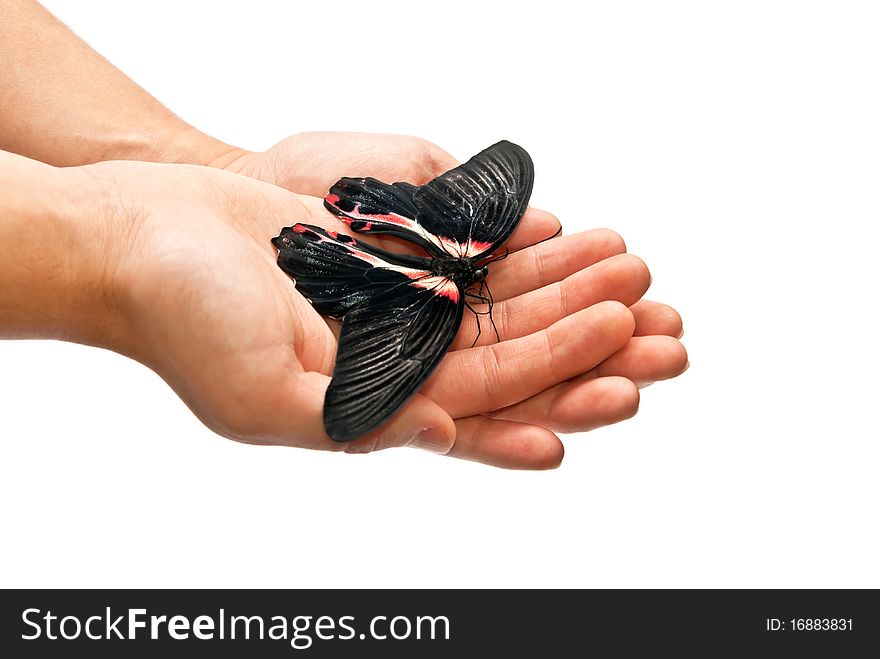 Beautiful black and red butterfly in hands. Studio shot. Beautiful black and red butterfly in hands. Studio shot