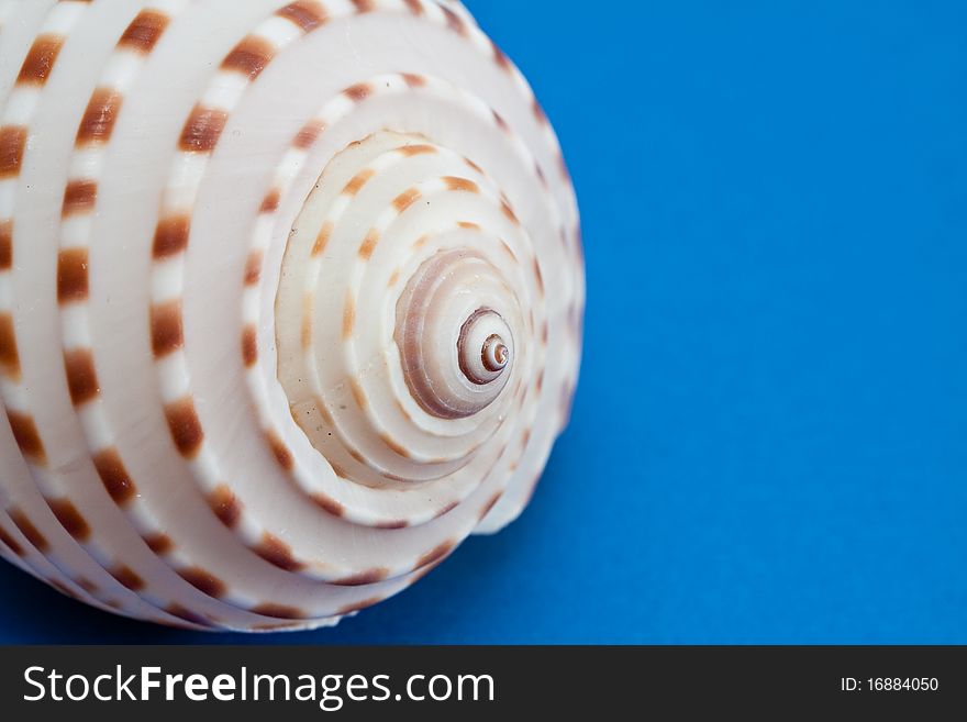 Sea Shell.