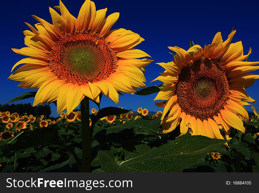 A couple of sunflowers wedding. A couple of sunflowers wedding