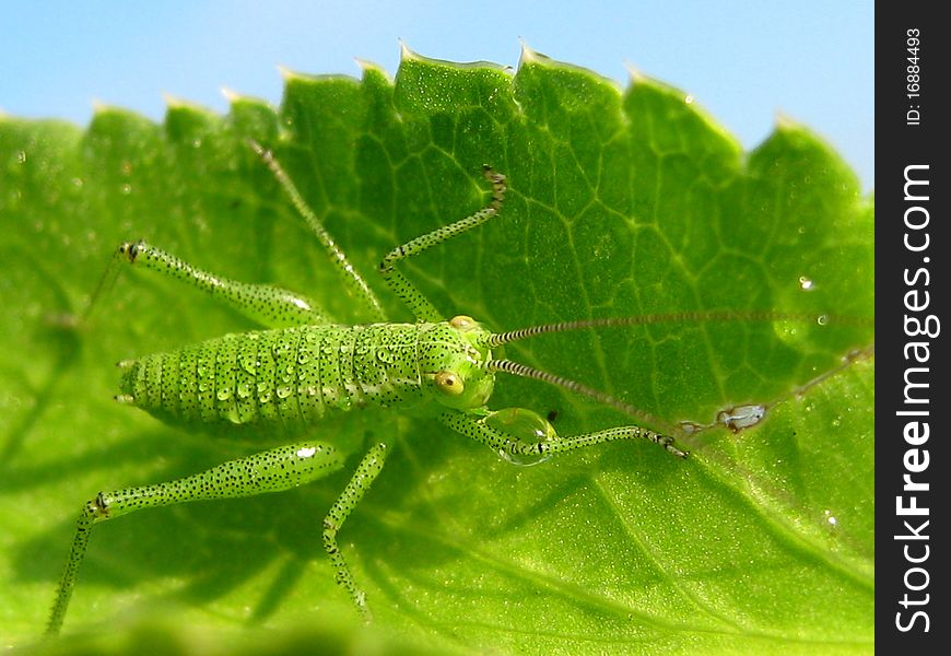 Green grasshopper all wet from morning dew