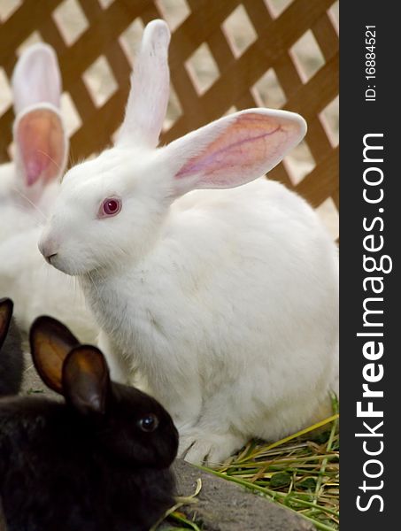 White and Black bunnies shot close up.