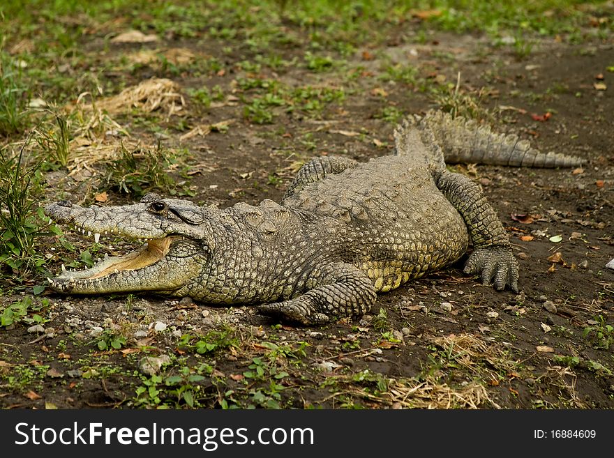 Crocodile resting on a muddy surface. 300mm lens. Crocodile resting on a muddy surface. 300mm lens.