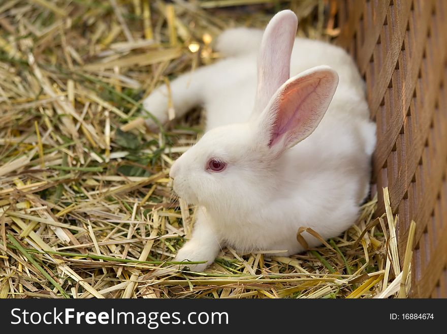 White Rabbit resting on hay. White Rabbit resting on hay.