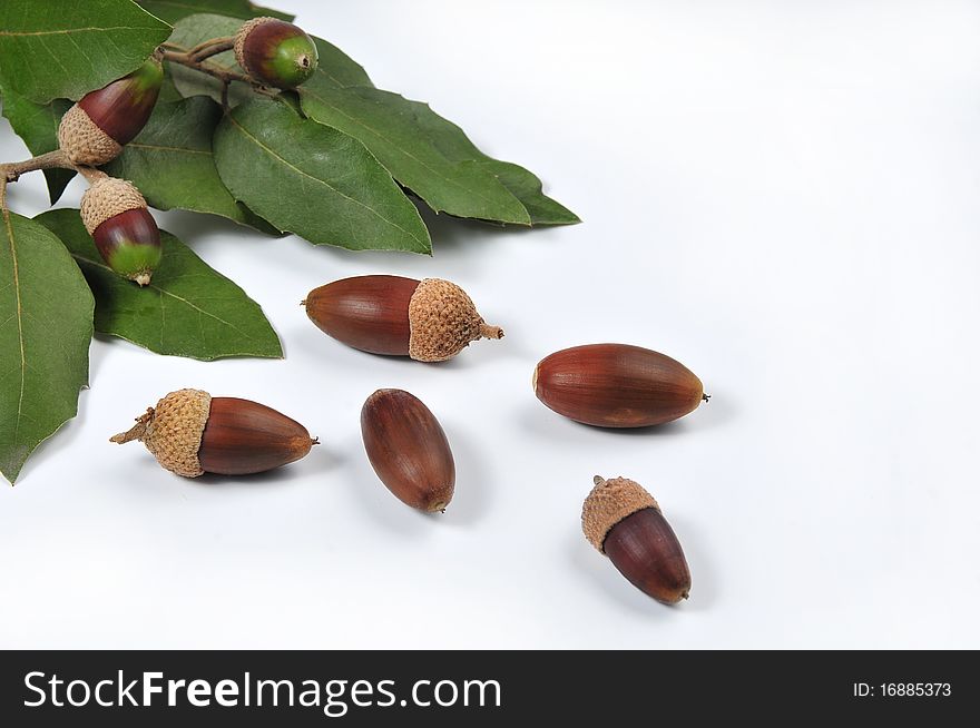 Picture of mature acorns and oak leaves with white bottom. Picture of mature acorns and oak leaves with white bottom