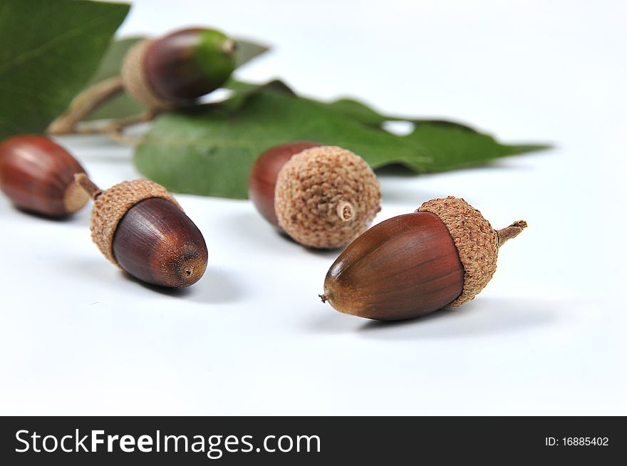 Picture of mature acorns and oak leaves with white bottom. Picture of mature acorns and oak leaves with white bottom