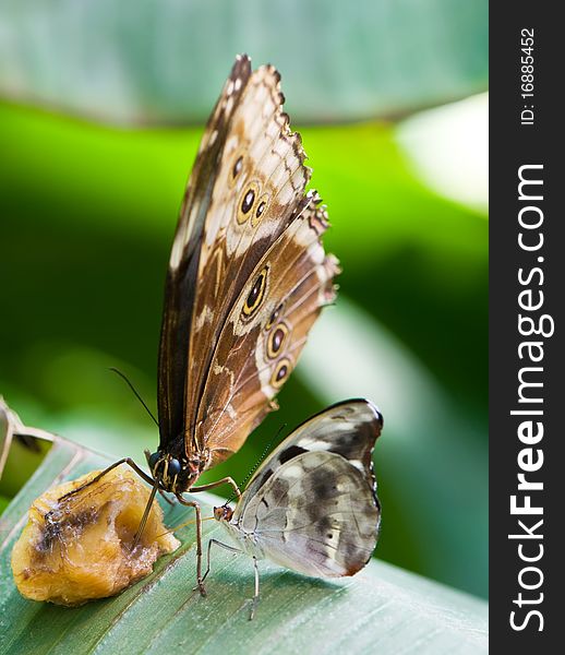 Two tropical butterflies eating fruit. Two tropical butterflies eating fruit