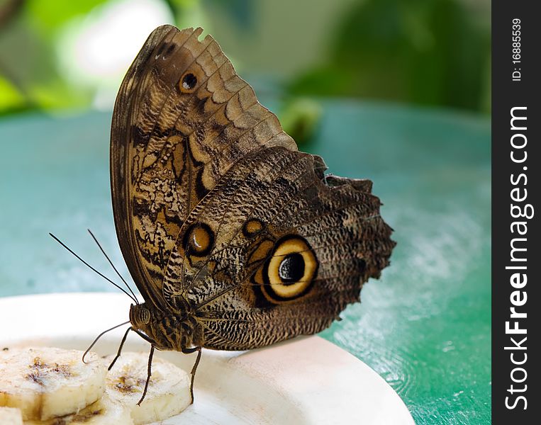 Butterfly Blue morpho with wings closed, brown side