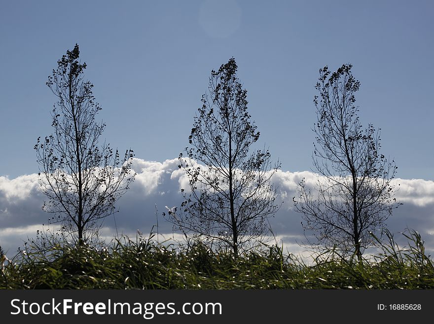 Three trees on a row before a big cloud and a blue sky.